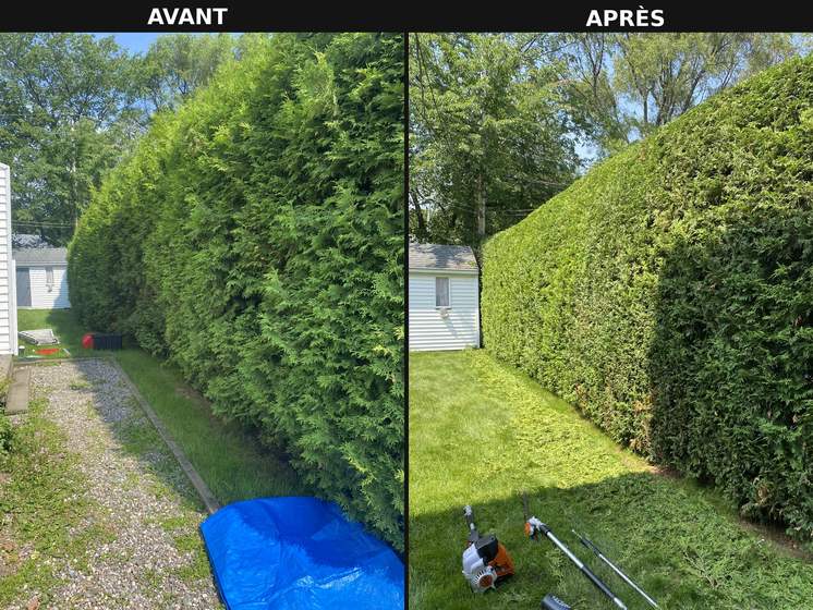 Haie de cèdres transformée par la taille