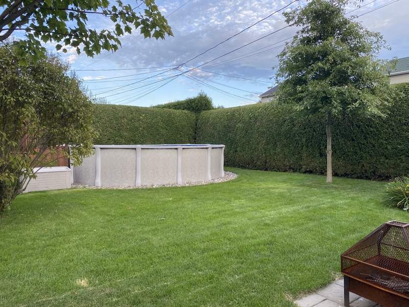 Haie de cèdres taillée autour d'une piscine