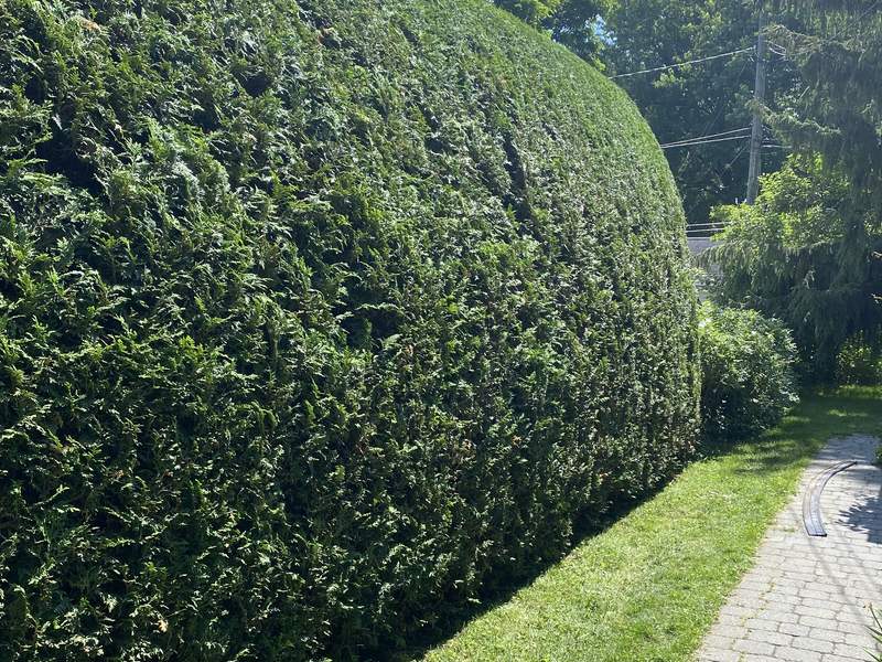 Haie de cèdres taillée en ligne droite le long d'une allée