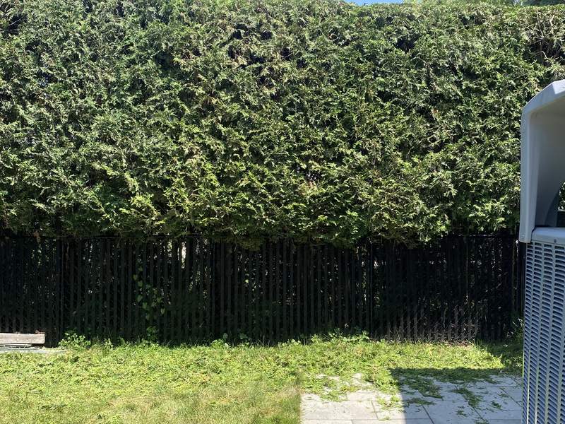Haie de cèdres taillée le long d'une clôture